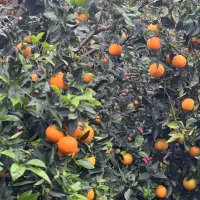 پرتقال تامسون|خوردنی و آشامیدنی|چابکسر, |دیوار