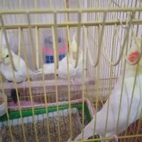 عروس هلندی|پرنده|هامون, |دیوار