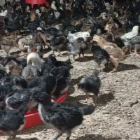جوجه گلپایگانی بومی۳۰روز