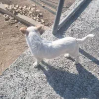 سگ شیتزو|سگ|قزوین, |دیوار