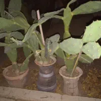 کاکتوس زبان مادرشوهر