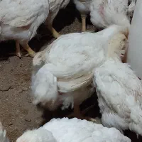 فقط ۱۳۰ ارگانیک|حیوانات مزرعه|تاتار علیا, |دیوار