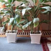 فروش گل های آپارتمانی|گل و گیاه طبیعی|کازرون, |دیوار