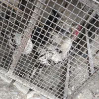 جوجه خروس محلی|حیوانات مزرعه|دشمن زیاری, |دیوار