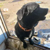 پاکوتاه نژاد پاک رنگ مشکی برای کشش|سگ|مشهد, همت آباد|دیوار