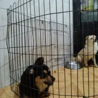 دوتا توله اشپیتز یکی نر یکی ماده|سگ|فردیس, شهرک ارم|دیوار