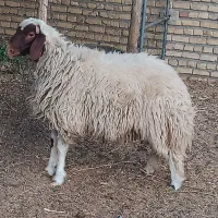 بره قوچی سنجابی