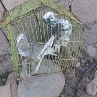 کبوتر شازده