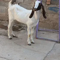 بز پاکستانی اصل ماده شیش دندان|حیوانات مزرعه|گنبد کاووس, |دیوار