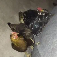 مرغ|حیوانات مزرعه|ساوه, |دیوار