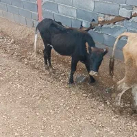 گاو ۰وگوساله