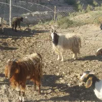 نربز خلو جلوکش