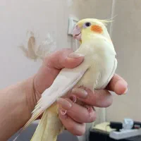 عروس هلندی نر و ماده|پرنده|اندیشه, اندیشه فاز ۱|دیوار