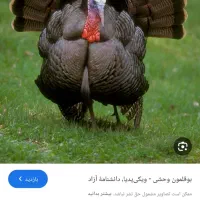 بغلمو ماده نر