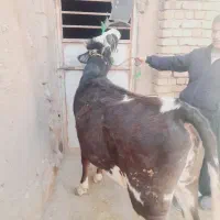 گوساله ماده