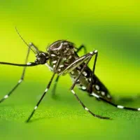 خدمات حشره شناسی