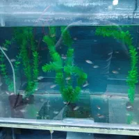 ماهی جوجه فلاور خوراک