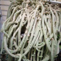 کاکتوس دم موشی کهن سال