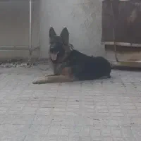 سگ ژرمن|سگ|مبارکه, |دیوار