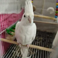 عروسی هلندی آلبینو|پرنده|مشهد, شهید قربانی|دیوار