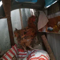 سه عدد بوقلمون سه عدد مرغ ویک خروس