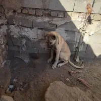 توله سرابی|سگ|سلطانیه, |دیوار