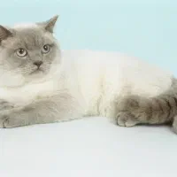 گربه اسکاتیش بریتیش بلوپوینت اصیل