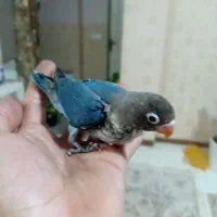 طوطی کوتوله برزیلی نزدیک دونخور دستی|پرنده|جویبار, |دیوار