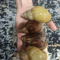 حلزون اچاتینا