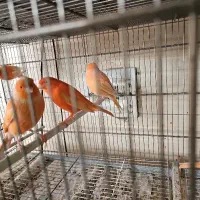 قناری اورجینال ترکیه ای|پرنده|شهریار, رزکان|دیوار