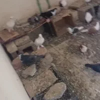 کفتر ریشی فروشی 25عدد|پرنده|میرجاوه, |دیوار