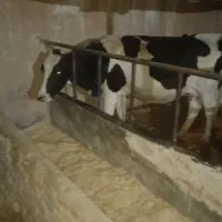 گاو شیری هلشتاین آبستن