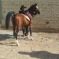 اسب 5. نشان|اسب و تجهیزات اسب‌سواری|شیراز, محمودآباد|دیوار
