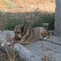 ماده سرابی دکور