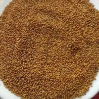 بذر یونجه ۴چین پایه بلند