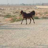 بز پاکستانی|حیوانات مزرعه|بوشهر, |دیوار