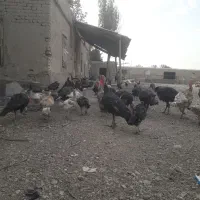 جوجه بقلمون ۵ماه ۵۰۰هزارت جوجه مرغ طاقچه|پرنده|چناران, |دیوار