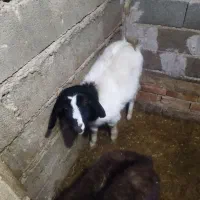 بز غاله ماده