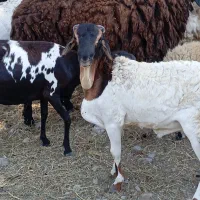 سلام تعدادی بره خوچ سمالی