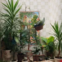 فروش گل وگیاه زینتی