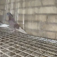 کفتر|پرنده|یزد, |دیوار