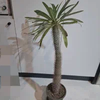 کاکتوس سایز بزرگ|گل و گیاه طبیعی|گرمدره, |دیوار