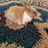 خرگوش کوچولو فقط 100