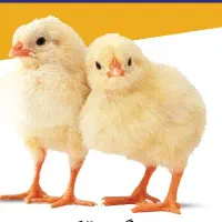 کادر فروش در زمینه دام و طیور