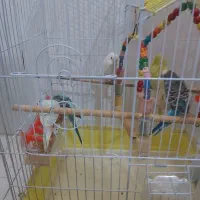 مرغ عشق سرحال و بازیگوش