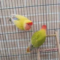 جفت بالغ کار داده کوتوله صورت هلویی