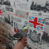 دو عدد عروس هلندی خوب و سر حال