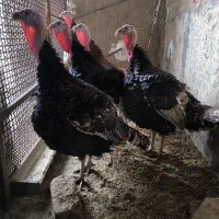 فروش بقلمون نر و ماده