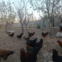 80تا مرغ خروس محلی جوان دم تخم