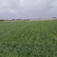 زمین-کشاورزی-ویلایی